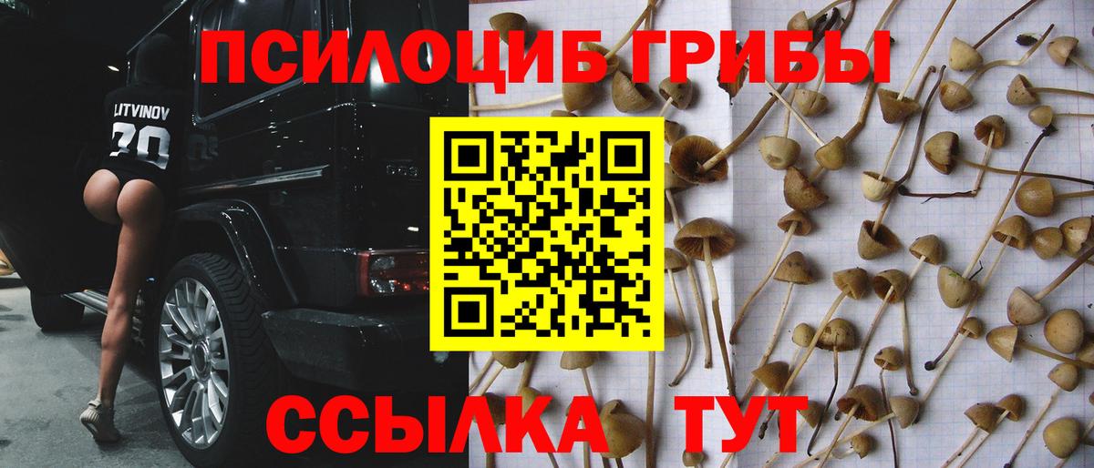 Приморско-Ахтарск  Псилоцибиновые грибы MAGIC MUSHROOMS  Вход с VPN  как найти наркотики  Псилоцибиновые грибы Psilocybine cubensis 